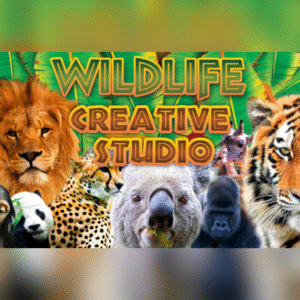 Wildlife Creative Studio EU PC Steam CD Key