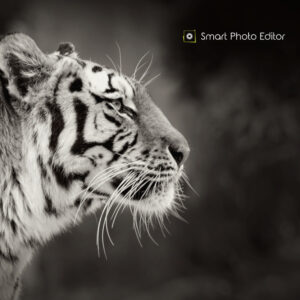 Smart Photo Editor Download CD Key
